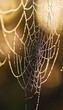 © decorator - Close up of a spider web with delicate threads and droplets against a softly blurred background