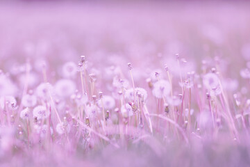 Wall Mural - white fluffy dandelions in a spring field, blurred background of spring nature