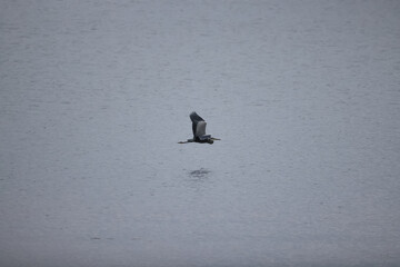 Grey heron on the lake, wildlife big bird next to the water
