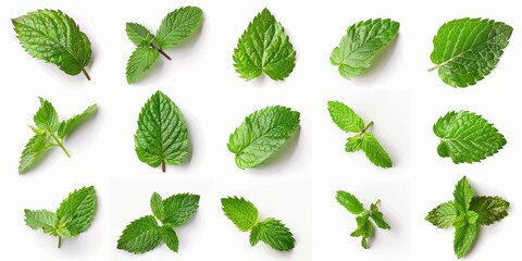 Poster - Tropical leaves frame with mint green with white background. Macro photography of green leaves placed on white background with various pattern. Digital image for botanical and summer design. AIG51.