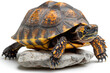 © imagemir - A vibrant tortoise with striking patterns perched on a smooth stone, showcasing its colorful shell and inquisitive expression.