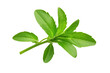 © dee-nesia - Stevia Leaves: Natural Sweetener Close-up on Transparent or White Background