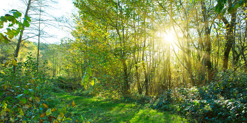 Canvas Print - summer forest with bright sun shining through the trees.