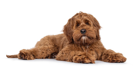 Poster - Friendly Labradoodle dog puppy, laying down side ways Looking straight to camera. Mouth closed. Isolated on a white background.