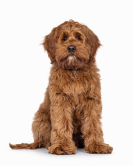 Poster - Friendly Labradoodle dog puppy, sitting up facing front. Looking straight to camera. Mouth closed. Isolated on a white background.
