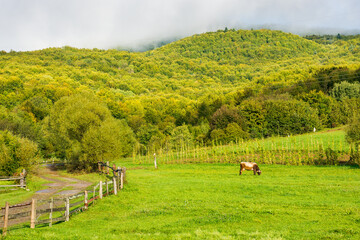 Wall Mural - rural landscape with field and forested hill. provincial agriculture. country road winding along the
