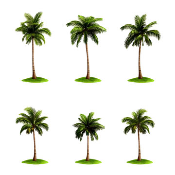 Isolated Palm Tree Illustration Green Foliage Tropical Plant Isolated
