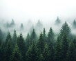 © Ojo - Dense green trees shrouded in atmospheric white misty fog