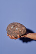 © Seventyfour - Hand holding amusing rock with googly eyes against plain background. Image showing playful and creative craft idea using common stone and simple decoration