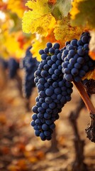 Poster - Clusters of luscious dark grapes dangle from intertwined vines, embraced by vibrant autumn leaves. Sunlight filters through, illuminating the fruitful scene
