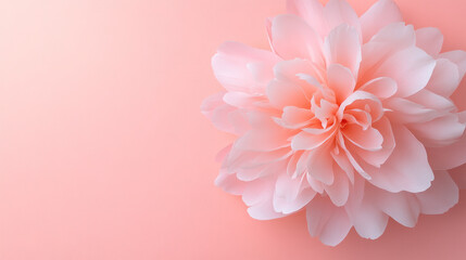 Poster - A gentle macro shot of a blooming peony against a seamless bright pink background, showcasing