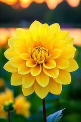 Wall Mural - Vibrant yellow dahlias bloom in a sustainable farm, kissed by the soft golden hues of sunset.