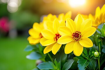Wall Mural - A countryside flower farm flourishes with yellow dahlia blossoms, their beauty magnified by the golden sunset. Copy space.
