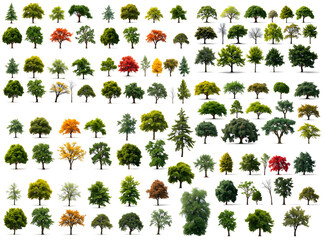 Poster - an array of diverse trees showcasing different shapes, sizes, and colors 