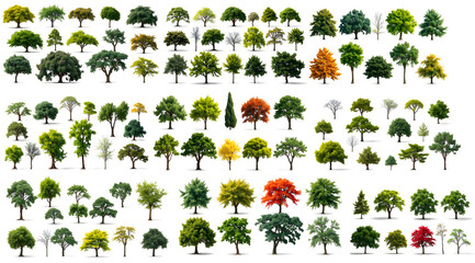 Poster - a collection of various vibrant green trees, presenting a diverse assortment of shapes and sizes. The image captures the beauty and variety of nature's foliage