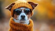 © khondokarsayeedul - Adorable Dog Wearing Knitted Hat Glasses Fall Season Cozy Pet Look Photo