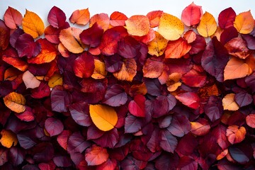 Wall Mural - Autumn Leaves with Red and Orange Hues for Seasonal Design and Decoration