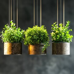 Poster - Green Serenity: Three meticulously arranged hanging planters, brimming with vibrant green foliage, evoke a sense of tranquility and aesthetic elegance against a dark, minimalist backdrop.