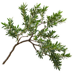 Natural olive tree branch with vibrant leaves, perfect for design and decoration