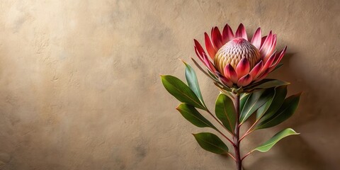 Poster - A single protea flower with vibrant pink petals and lush green leaves rests on a textured beige background