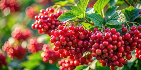 Poster - Close-up view of vibrant red berries clustered on a green leafy branch in natural sunlight