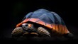 © Mobil - Red-footed Tortoise for Night Portrait.
