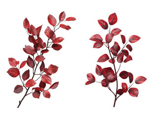 Poster - Dark red shrub with leaves isolated on white or transparent background
