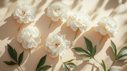 Poster - Delicate white peonies are thoughtfully placed alongside vibrant green leaves on a soft, neutral backdrop. Sunlight filters through, creating gentle shadows and an uplifting atmosphere