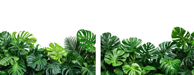 Poster - Green tropical plants isolated on white or transparent background
