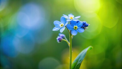 Poster - Delicate blue flowers bathed in sunlight, a vibrant spring scene of nature's beauty