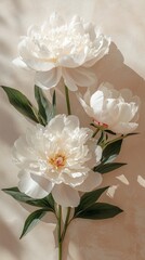 Poster - In a serene setting, three exquisite white peonies stand gracefully, their lush petals unfolding perfectly in the gentle light, hinting at tranquility and beauty in nature