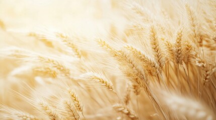 Fototapete - Surreal transformation of golden wheat into glowing energy waves with smooth gradients in a dreamy atmosphere Generative AI