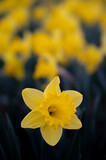 Żonkil (Narcissus jonquilla L.)