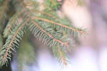 Poster - A detailed view of a pine tree branch with needles and bark.