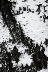 Poster - A black and white image of a tree trunk.