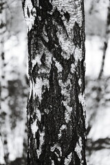 Poster - A close-up shot of a tree trunk in monochrome, highlighting the texture and pattern.