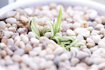 Poster - A small plant sprouts from a pile of rocks, showing resilience and determination.