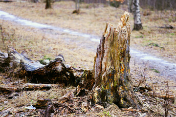 Poster - A brown bear stands next to a tree stump in a forest.