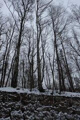 Poster - A dense snowy forest with many trees and branches covered in snow.