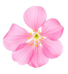 Poster - Pink flower close up view. Elegant soft petals with yellow pistils. Isolated floral element on transparent background. PNG. Spring bloom.