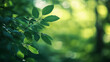 © Ryan Punnington - Defocused green forest plants and trees backdrop background