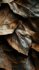 Poster - Close-up of dried leaves showing intricate veins and textures