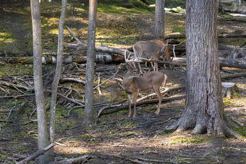 Wall Mural - the white-tailed deer or virginia deer (odocoileus virginianus)