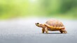 © Fluke - Adorable Tortoise Walking Slowly on Roadside in Natural Background