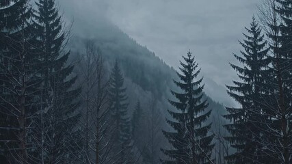 Wall Mural - foggy mountain landscape in winter showing tall trees and misty atmosphere