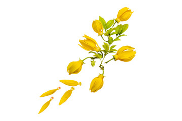 Wall Mural - yellow flowers ylang ylang local flora of asia arrangement flat lay postcard style 