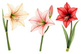 Amaryllis in Bloom: Captivating trio of amaryllis flowers in full bloom, showcasing an array of delicate petals in shades of pink, white, and red.