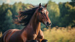 © Shahazadi - A majestic brown horse running freely with its mane blowing in the wind in a vibrant green field