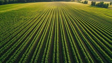 Leinwandbilder - Perfectly aligned green crop rows extend into the horizon under soft lighting and a natural color palette in a serene agricultural landscape Generative AI