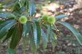 Castanea, Castaña verde
